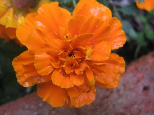 Fotografia de Ivan Coppes Halen - Galeria Fotografica: Naturaleza y Marcro - Foto: Flores y Plantas 3