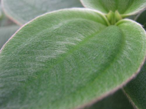 Fotografia de Ivan Coppes Halen - Galeria Fotografica: Naturaleza y Marcro - Foto: Flores y Plantas 4