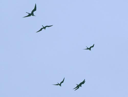 Fotografia de elmanabita - Galeria Fotografica: Primera - Foto: Aves