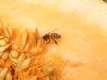 Fotos de elmanabita -  Foto: Primera - Abeja en melon