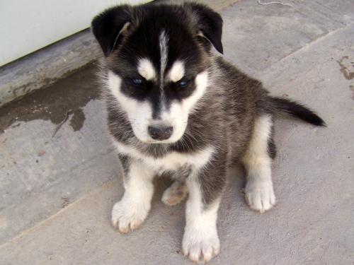 Fotografia de KARINA LAMAS - Galeria Fotografica: Un inicio - Foto: As era...