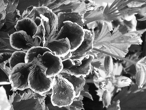 Fotografia de KARINA LAMAS - Galeria Fotografica: Un inicio - Foto: 