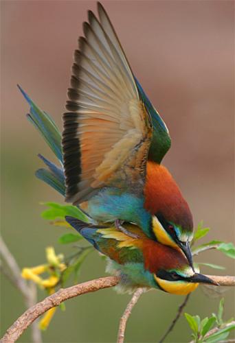 Fotografia de Natureshots - Galeria Fotografica: Galeria - Foto: Abejarucos_1