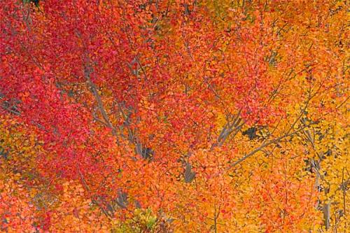 Fotografia de Natureshots - Galeria Fotografica: Galeria - Foto: Colores de oto�o