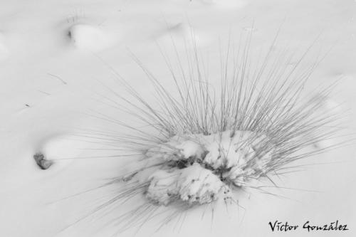 Fotografia de Natureshots - Galeria Fotografica: Galeria - Foto: Frio