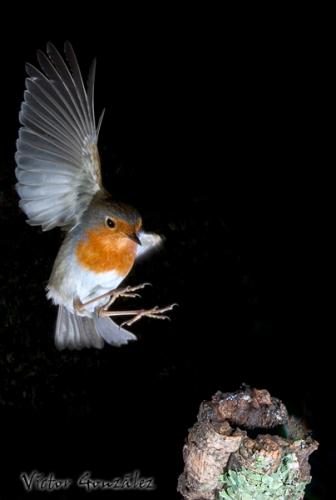 Fotografia de Natureshots - Galeria Fotografica: Galeria - Foto: Petirrojo