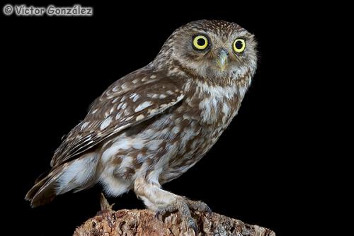 Fotografia de Natureshots - Galeria Fotografica: Galeria - Foto: Mochuelo