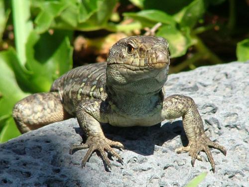 Fotografia de Er_Guincho - Galeria Fotografica: Reptiles de Tenerife - Foto: Pedazo bichooooo