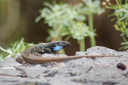 Fotografia de Er_Guincho - Galeria Fotografica: Reptiles de Tenerife - Foto: verdino 2