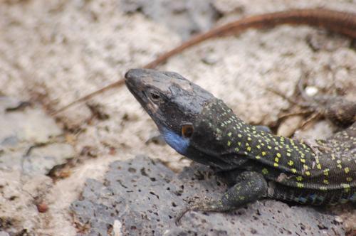 Fotografia de Er_Guincho - Galeria Fotografica: Reptiles de Tenerife - Foto: verdino ...