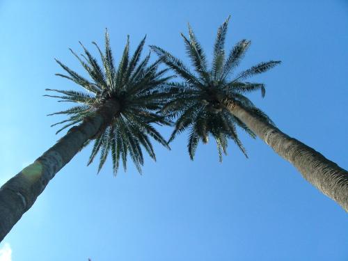 Fotografia de spatzel - Galeria Fotografica: Mis paisajes - Foto: Palmeras acariciandose...