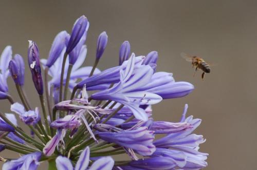 Fotografia de spatzel - Galeria Fotografica: Mis paisajes - Foto: Naturaleza viva...