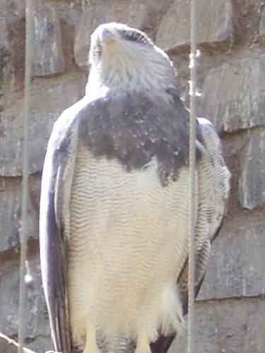 Fotografia de jeremi - Galeria Fotografica: postales - Foto: aguila