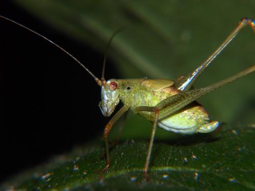 Fotografia de Txemita - Galeria Fotografica: Seres diferentes de este mundo - Foto: Que miras?