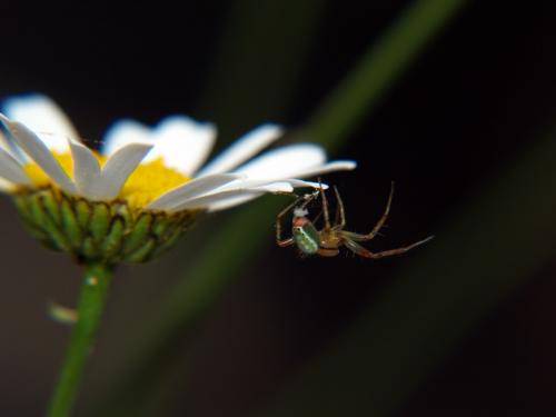 Fotografia de Txemita - Galeria Fotografica: Seres diferentes de este mundo - Foto: Aracnido