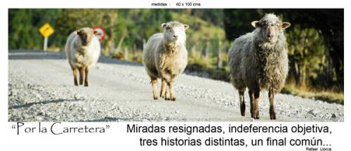Fotografia de fotonatura3d - Galeria Fotografica: AYSN... y las riquezas amenazadas de la patagonia chilena - Foto: POR LA CARRETERA