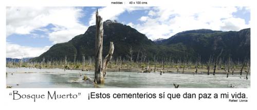 Fotografia de fotonatura3d - Galeria Fotografica: AYSN... y las riquezas amenazadas de la patagonia chilena - Foto: BOSQUE MUERTO