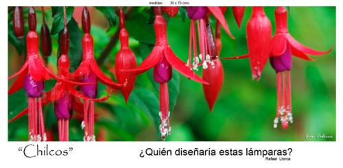 Fotografia de fotonatura3d - Galeria Fotografica: AYSN... y las riquezas amenazadas de la patagonia chilena - Foto: CHILCOS