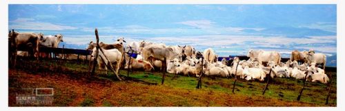 Fotografia de Jull - Galeria Fotografica: Varios - Foto: 