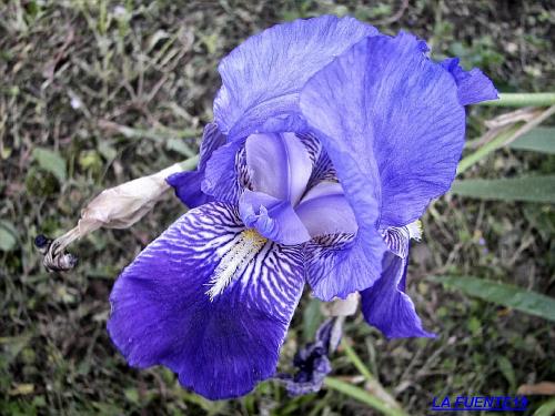 Fotografia de LA FUENTE19 - Galeria Fotografica: LAFUENTE19-2 - Foto: 