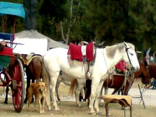 Fotografia de RODOLFO VIDAL - Galeria Fotografica: RODOLFO VIDAL FOTOGRAFIAS - Foto: 