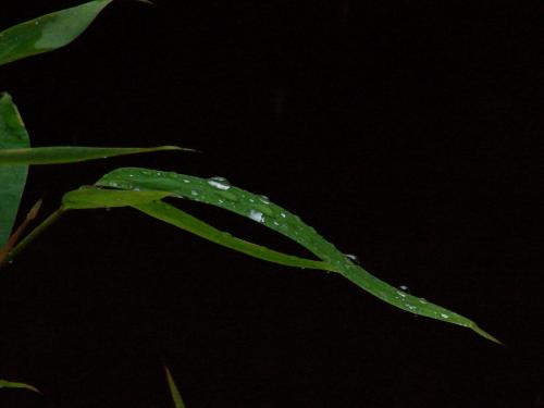 Fotografia de Rafael - Galeria Fotografica: Colonial - Foto: La lluvia y la hoja