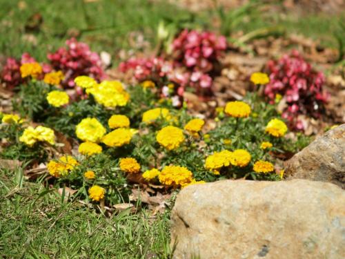 Fotografia de Jara - Galeria Fotografica: Naturaleza - Foto: Jardin