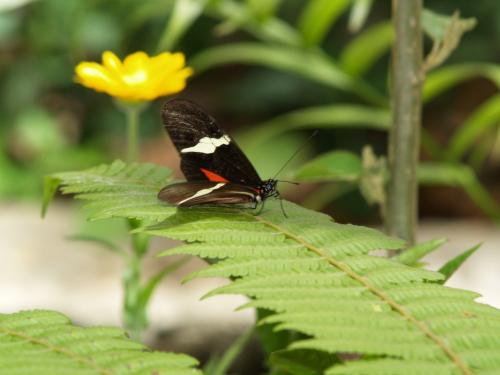 Fotografia de Jara - Galeria Fotografica: Naturaleza - Foto: Mariposa