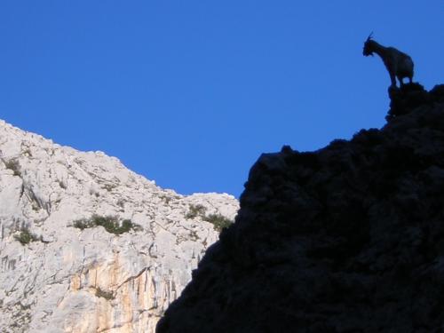 Fotografia de jboyero - Galeria Fotografica: SENSACIONES - Foto: SOL Y SOMBRA ( Y CABRA)