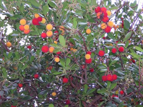 Fotografia de jboyero - Galeria Fotografica: NATURA - Foto: FRUTOS