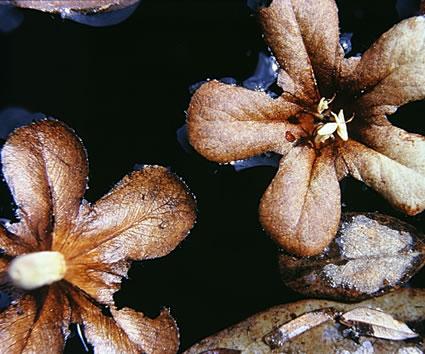 Fotografia de Albert Uriach - Galeria Fotografica: autor2 - Foto: brasil