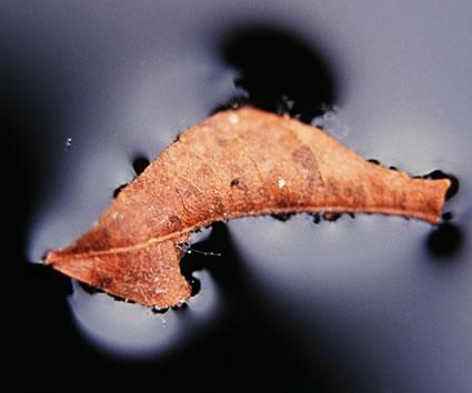 Fotografia de Albert Uriach - Galeria Fotografica: autor2 - Foto: brasil3