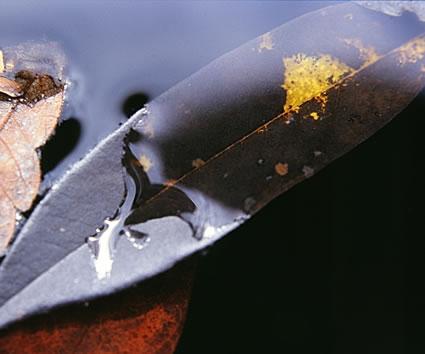 Fotografia de Albert Uriach - Galeria Fotografica: autor2 - Foto: brasil4