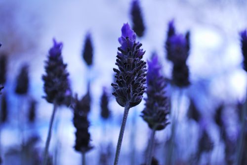 Fotografia de Shamila - Galeria Fotografica: Nature - Foto: 