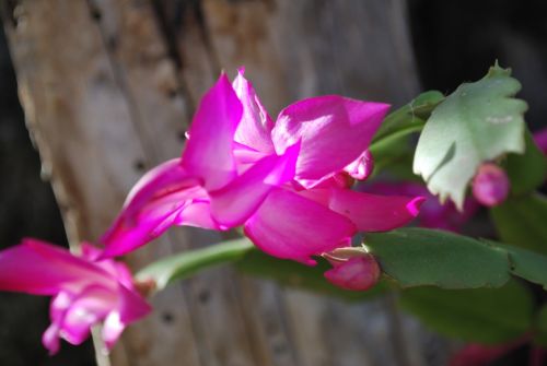 Fotografia de Shamila - Galeria Fotografica: Nature - Foto: 