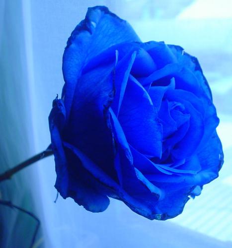 Fotografia de Fca - Galeria Fotografica: ligerezas - Foto: azullll