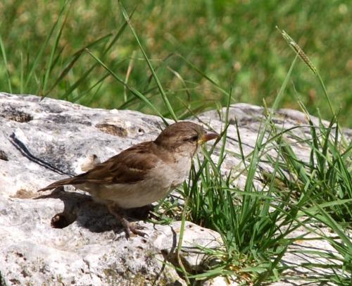 Fotografia de Correcaminos - Galeria Fotografica: Animales varios - Foto: Atento