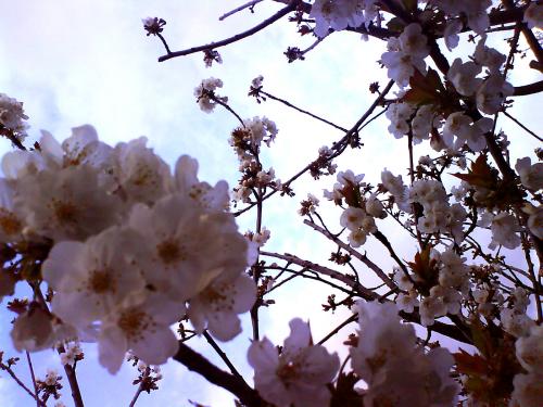 Fotografia de Ernesto - Galeria Fotografica: Monte y natura - Foto: almendro