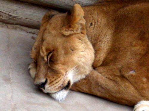 Fotografia de Amber - Galeria Fotografica: Amber_ - Foto: Gatito