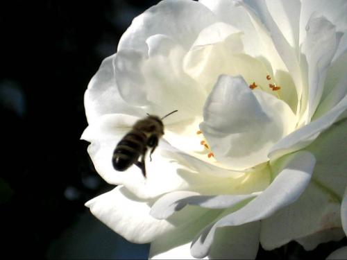 Fotografia de Amber - Galeria Fotografica: Amber_ - Foto: Blanca