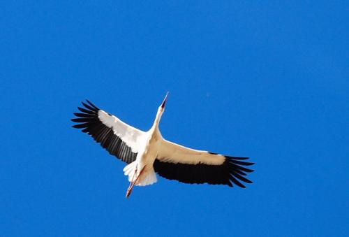Fotografia de Correcaminos - Galeria Fotografica: Animales varios - Foto: Planeando