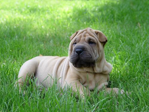 Fotografia de Correcaminos - Galeria Fotografica: Animales varios - Foto: Sharpei