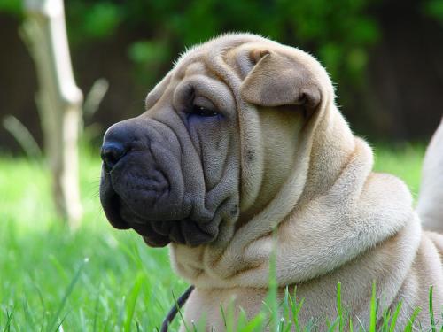 Fotografia de Correcaminos - Galeria Fotografica: Animales varios - Foto: Sharpei 2