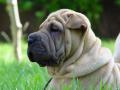 Fotos de Correcaminos -  Foto: Animales varios - Sharpei 2