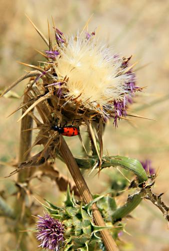 Fotografia de Ernesto - Galeria Fotografica: Monte y natura - Foto: vivir en un cardo