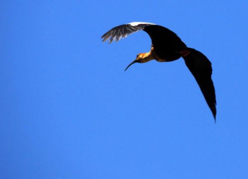 Fotografia de Julian Donatelli - Galeria Fotografica: Aves y Flores - Foto: 