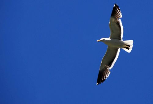 Fotografia de Julian Donatelli - Galeria Fotografica: Aves y Flores - Foto: 