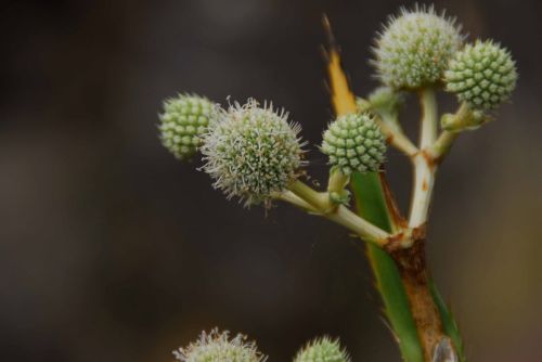 Fotografia de Julian Donatelli - Galeria Fotografica: Aves y Flores - Foto: 
