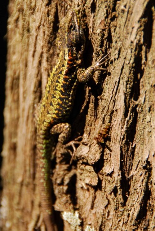 Fotografia de Julian Donatelli - Galeria Fotografica: Aves y Flores - Foto: 