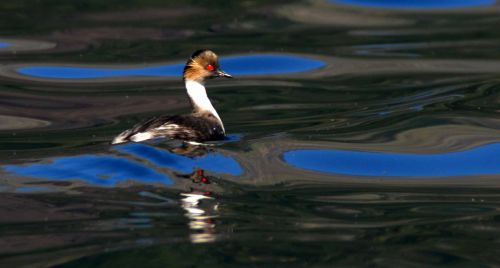 Fotografia de Julian Donatelli - Galeria Fotografica: Aves y Flores - Foto: 